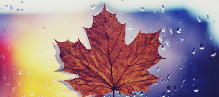 Das Dried Maple Leaf Wallpaper 720x320