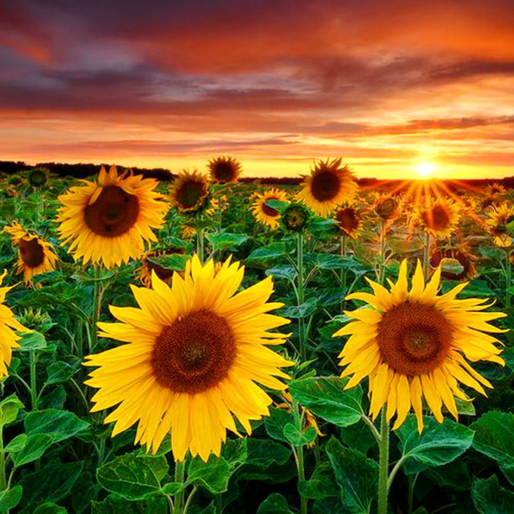 Fondo de pantalla Beautiful Sunflower Field At Sunset 1024x1024