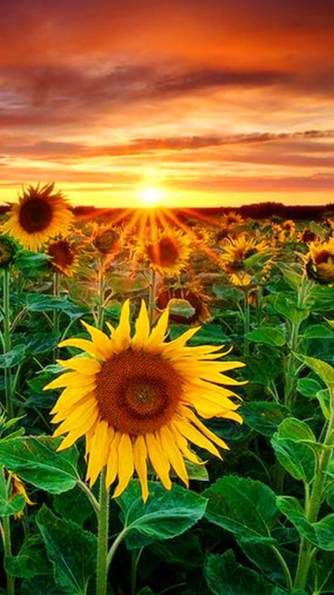 Обои Beautiful Sunflower Field At Sunset 1080x1920