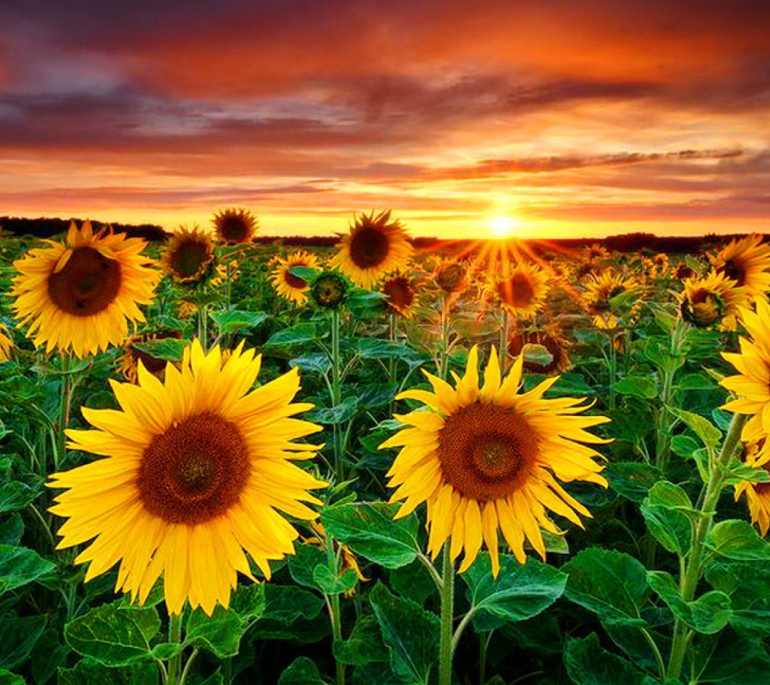 Das Beautiful Sunflower Field At Sunset Wallpaper 1080x960