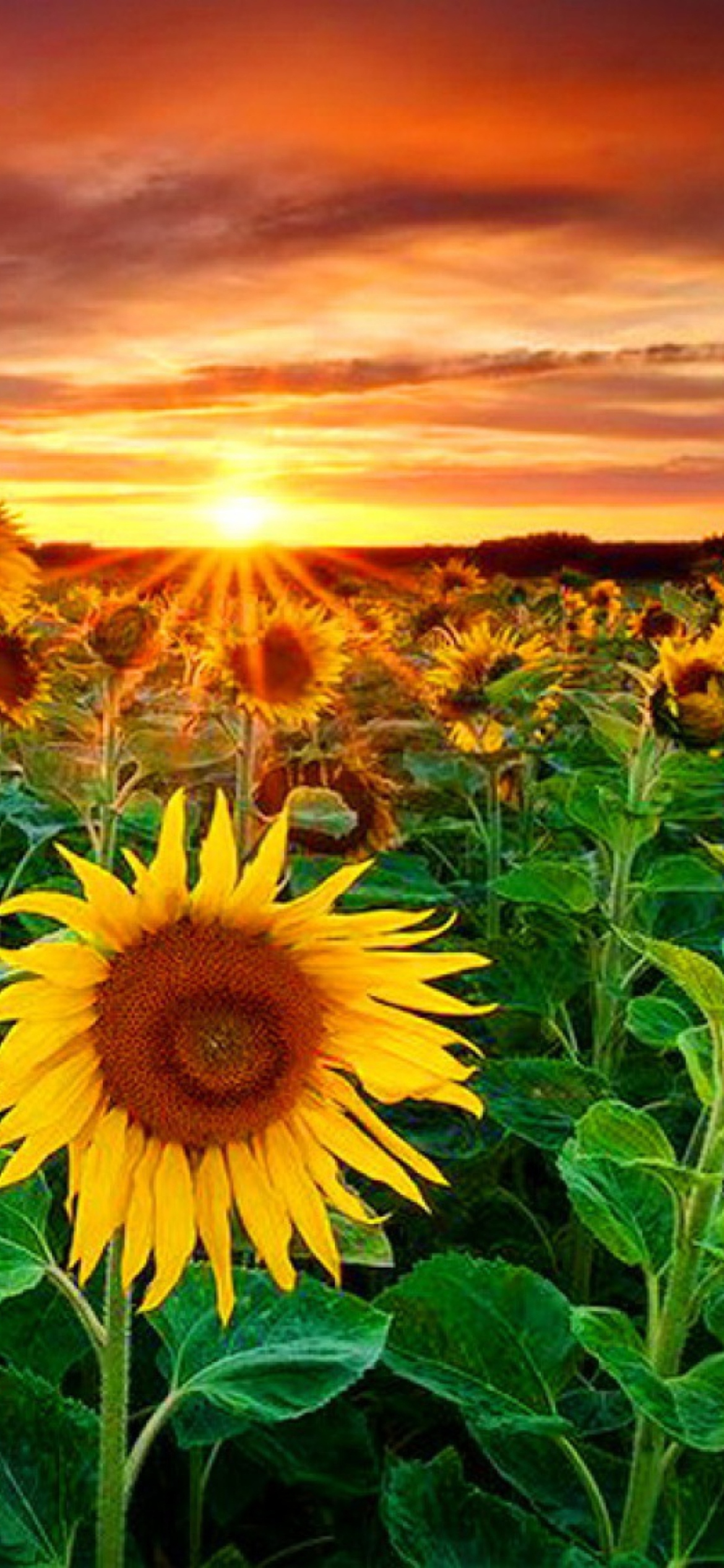 Das Beautiful Sunflower Field At Sunset Wallpaper 1170x2532