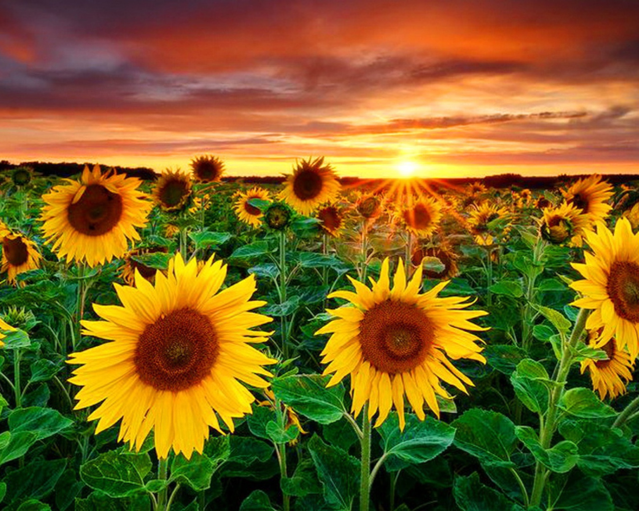 Обои Beautiful Sunflower Field At Sunset 1280x1024