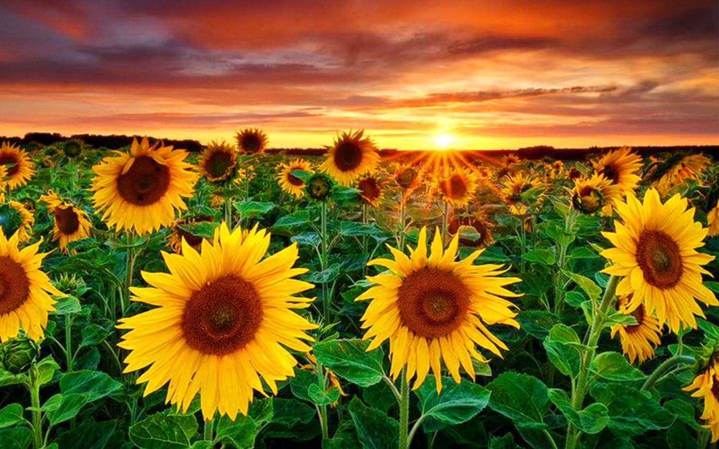 Das Beautiful Sunflower Field At Sunset Wallpaper 1440x900