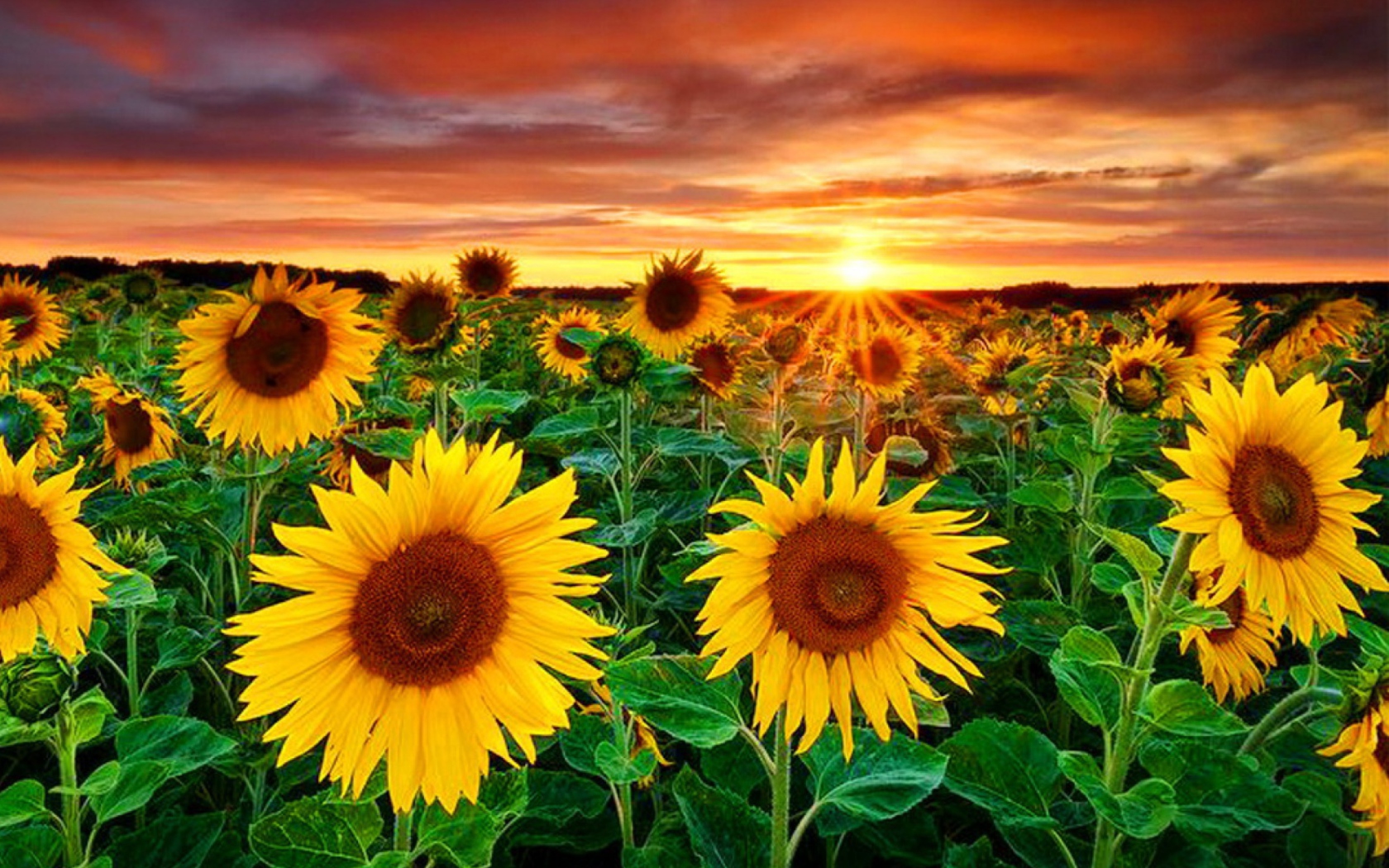 Обои Beautiful Sunflower Field At Sunset 1680x1050