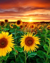 Sfondi Beautiful Sunflower Field At Sunset 176x220