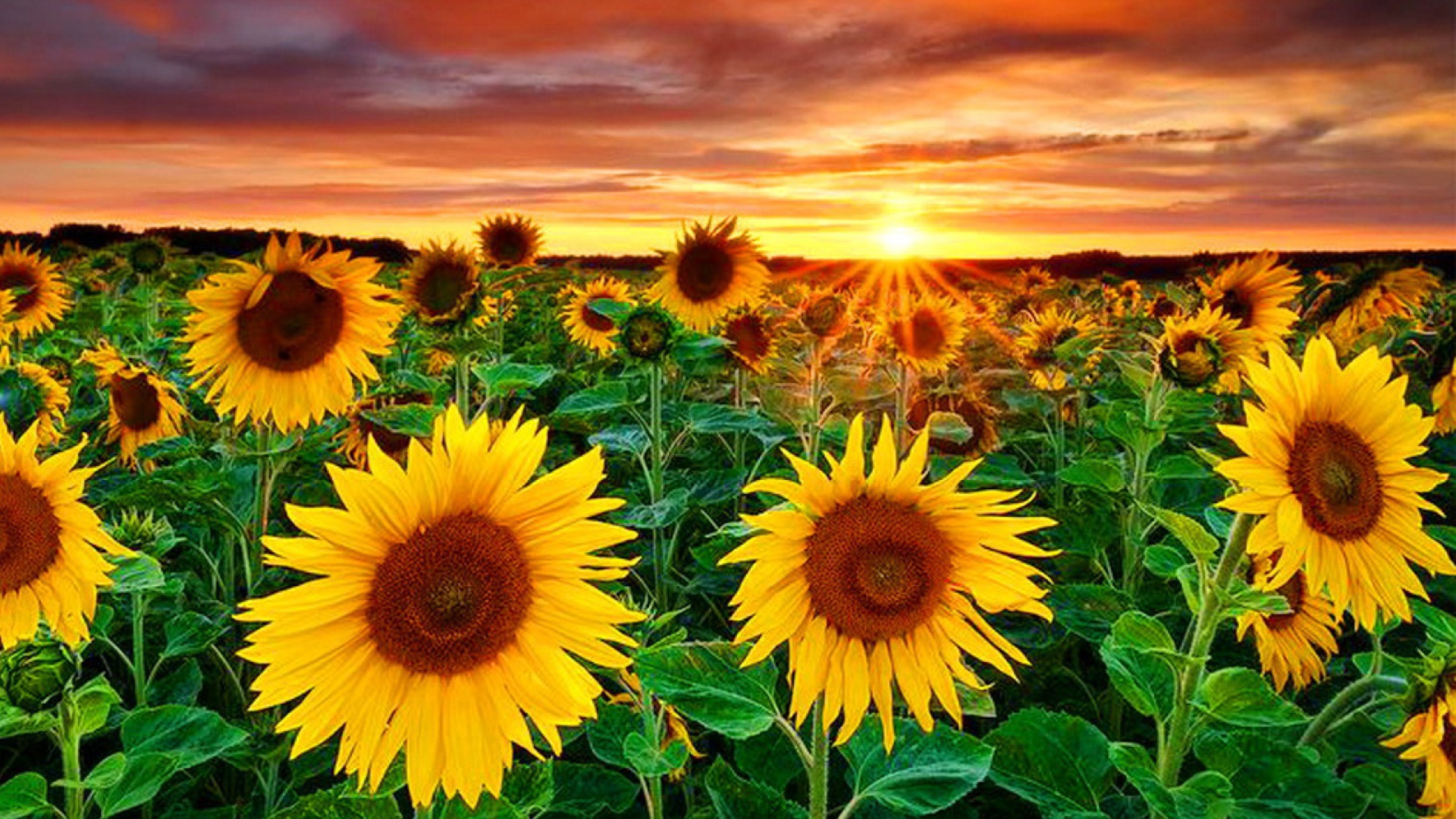 Обои Beautiful Sunflower Field At Sunset 1920x1080
