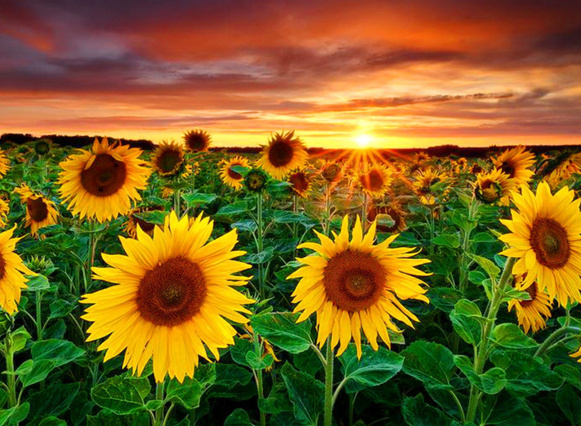Обои Beautiful Sunflower Field At Sunset 1920x1408