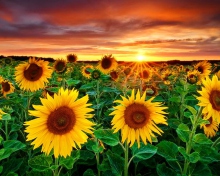 Beautiful Sunflower Field At Sunset screenshot #1 220x176