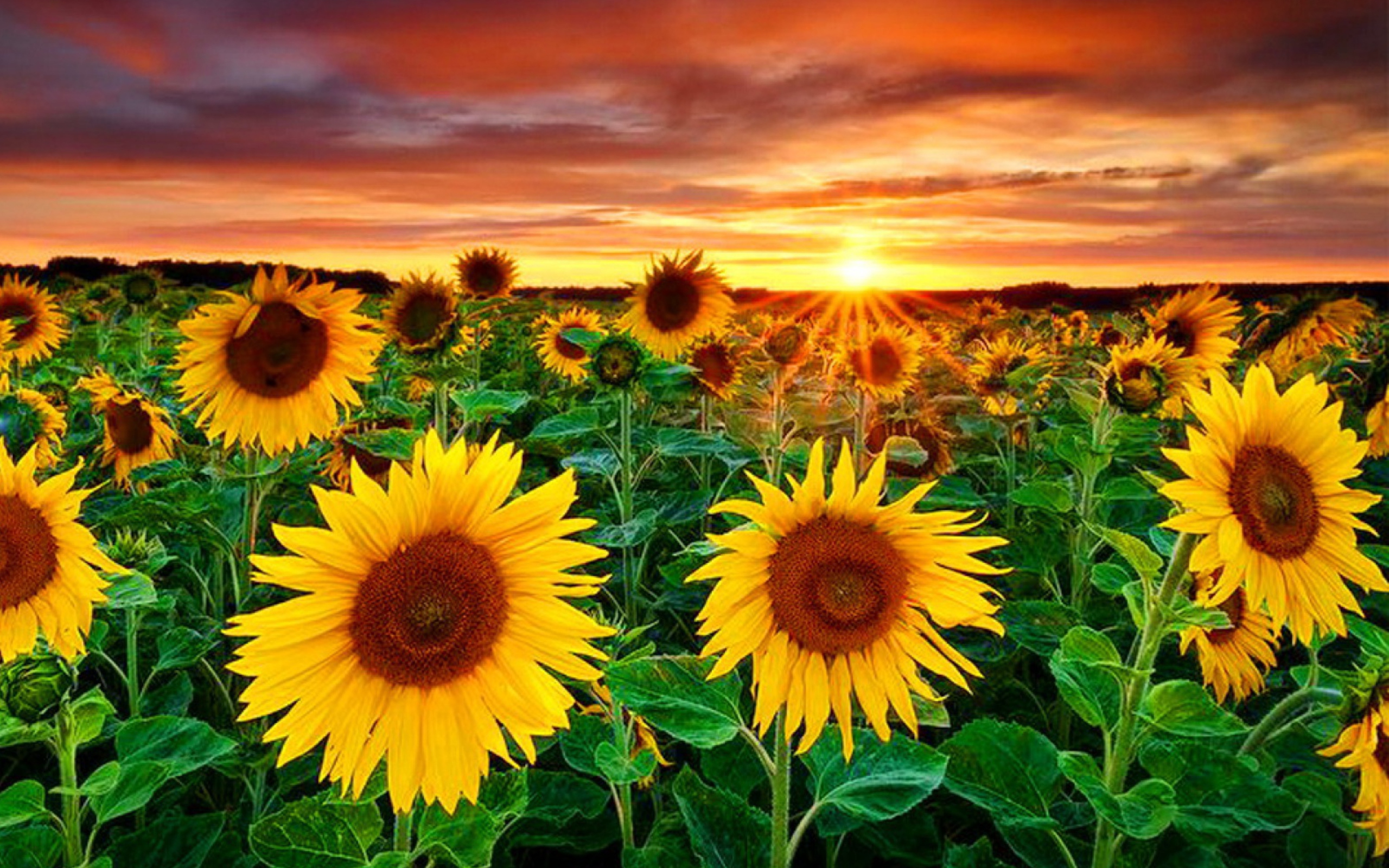 Das Beautiful Sunflower Field At Sunset Wallpaper 2560x1600