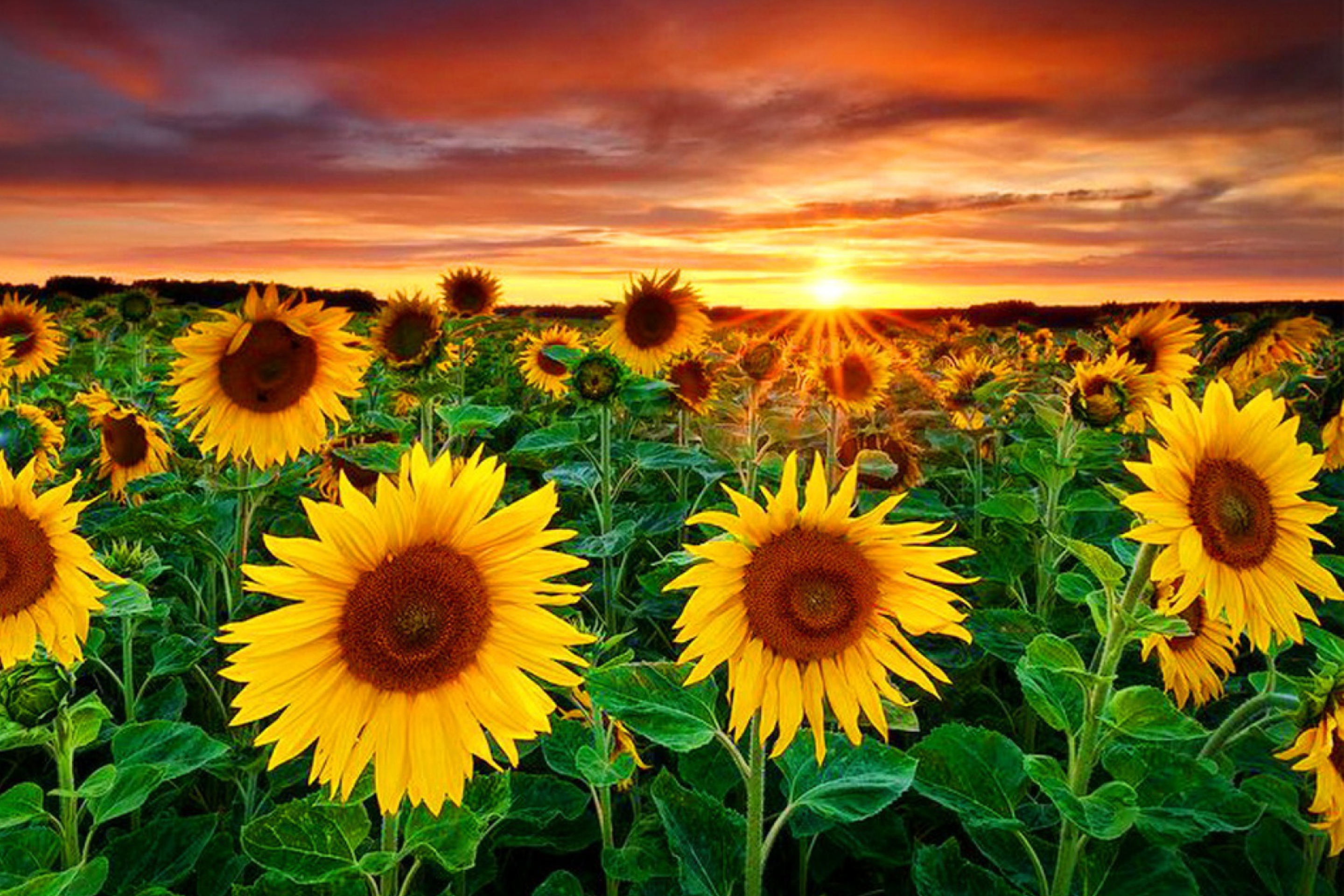 Beautiful Sunflower Field At Sunset wallpaper 2880x1920