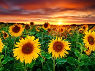 Fondo de pantalla Beautiful Sunflower Field At Sunset 320x240