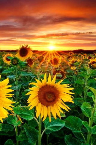 Das Beautiful Sunflower Field At Sunset Wallpaper 320x480