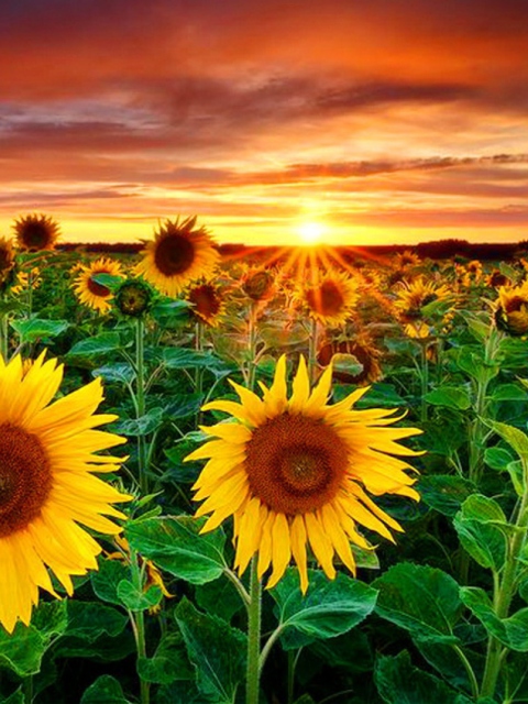 Sfondi Beautiful Sunflower Field At Sunset 480x640