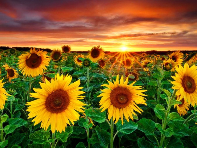 Das Beautiful Sunflower Field At Sunset Wallpaper 640x480