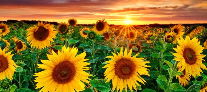 Beautiful Sunflower Field At Sunset wallpaper 720x320