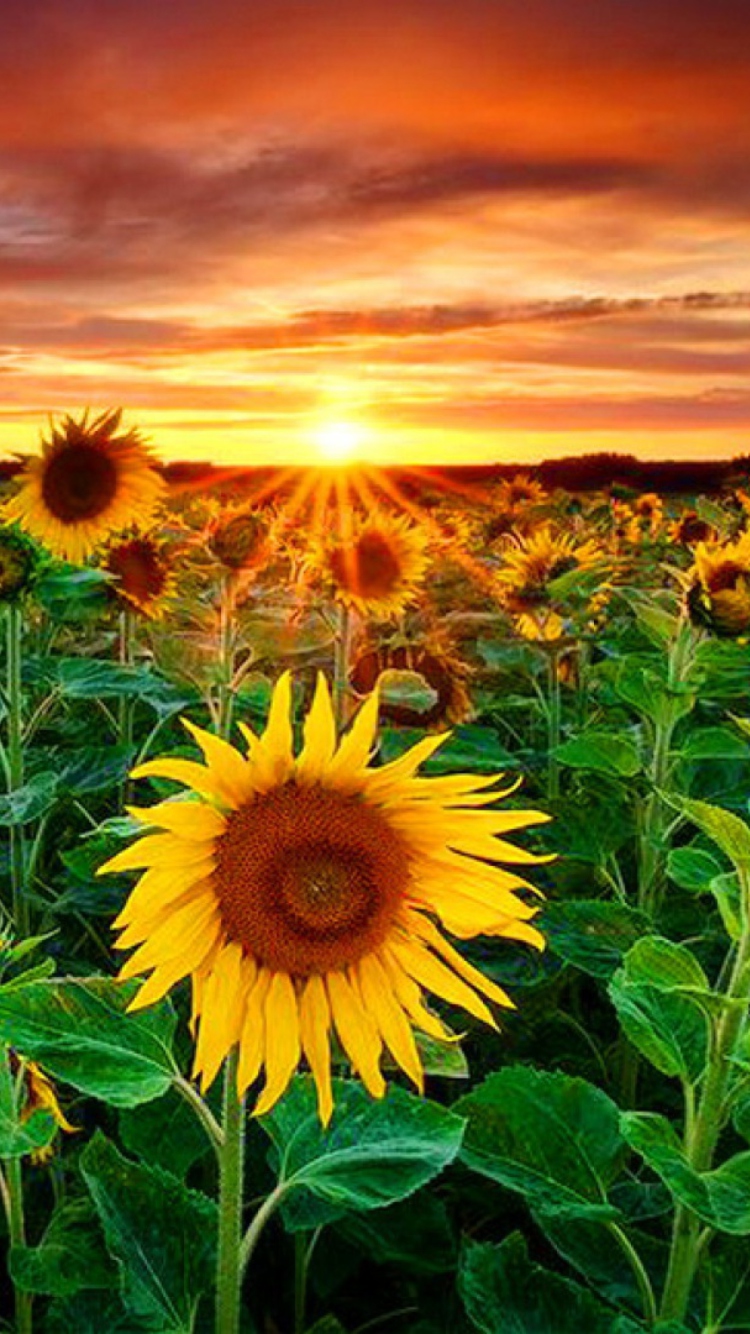 Beautiful Sunflower Field At Sunset wallpaper 750x1334