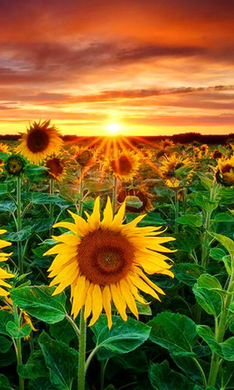 Beautiful Sunflower Field At Sunset wallpaper 768x1280