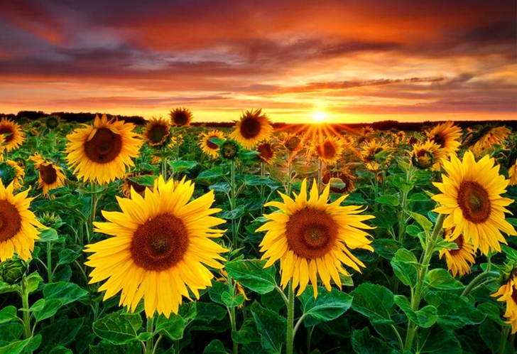 Fondo de pantalla Beautiful Sunflower Field At Sunset