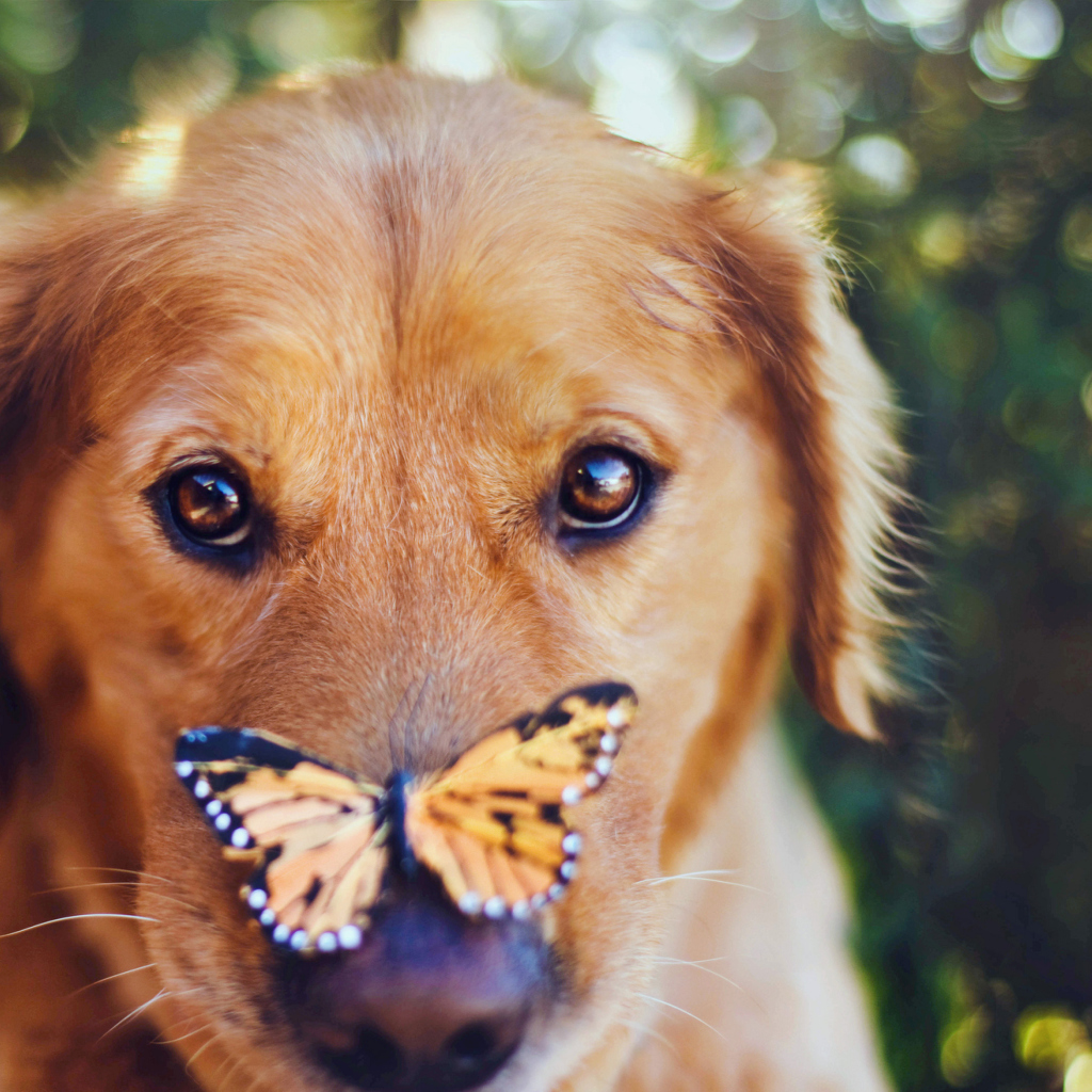 Обои Dog And Butterfly 1024x1024