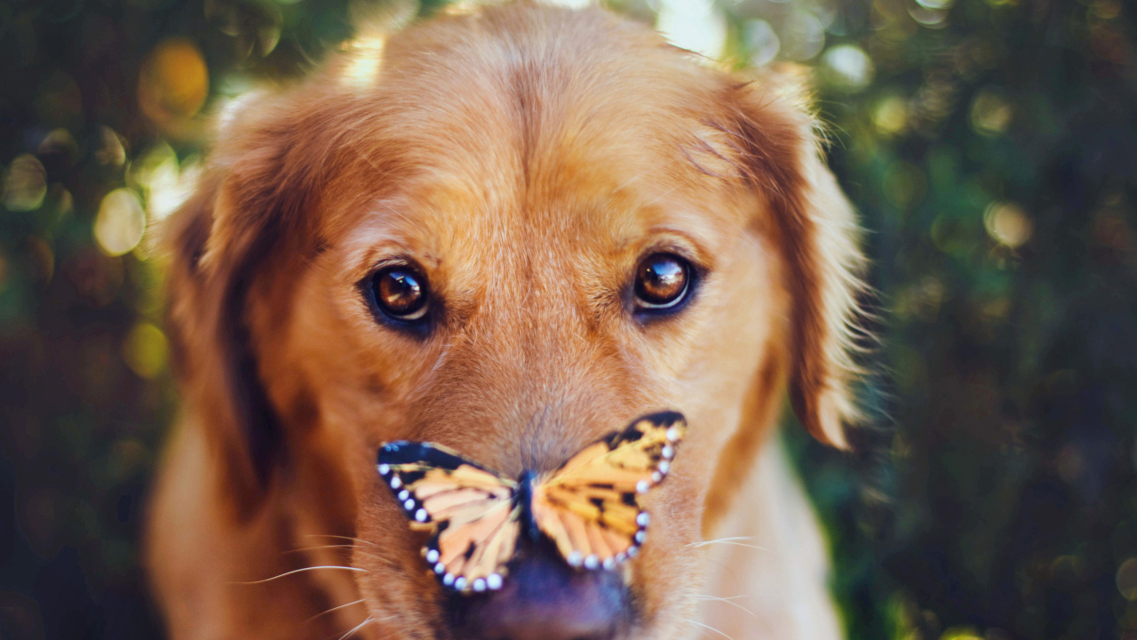 Dog And Butterfly screenshot #1 1280x720