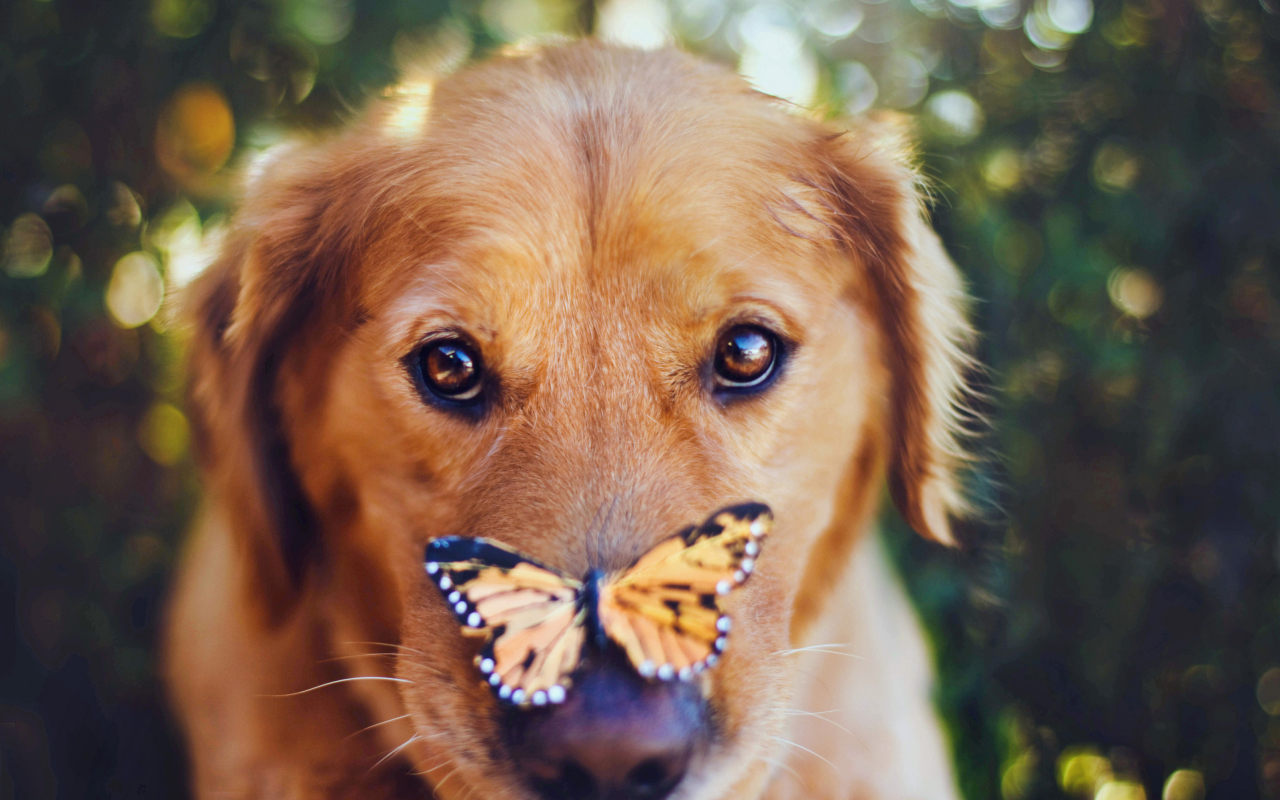 Обои Dog And Butterfly 1280x800