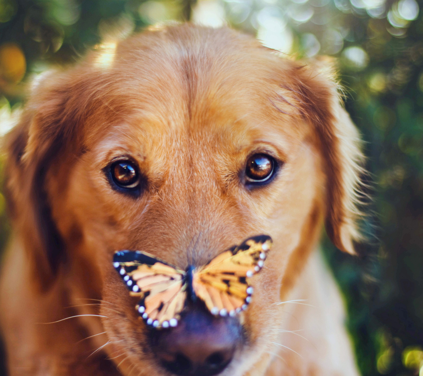 Das Dog And Butterfly Wallpaper 1440x1280