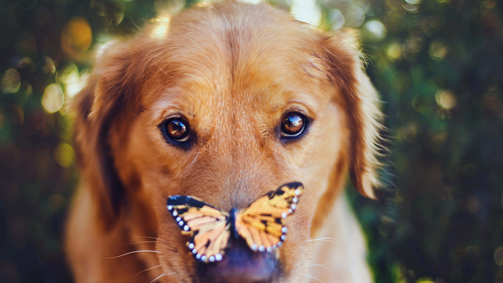 Обои Dog And Butterfly 1600x900
