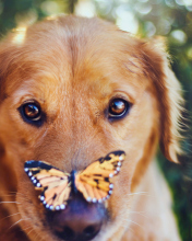 Screenshot №1 pro téma Dog And Butterfly 176x220
