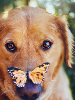 Das Dog And Butterfly Wallpaper 240x320