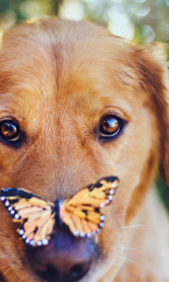 Sfondi Dog And Butterfly 240x400