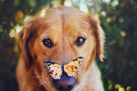 Обои Dog And Butterfly 480x320