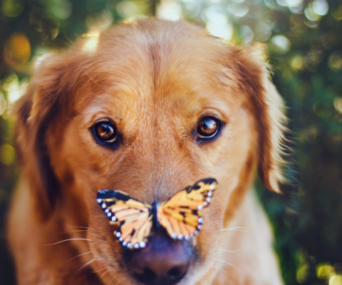 Das Dog And Butterfly Wallpaper 480x400