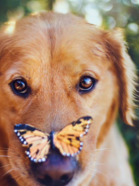 Обои Dog And Butterfly 480x640