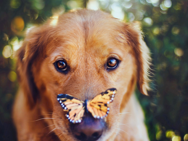 Das Dog And Butterfly Wallpaper 640x480