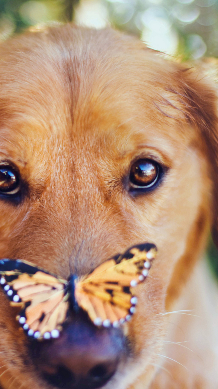 Das Dog And Butterfly Wallpaper 750x1334
