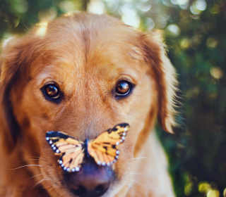 Dog And Butterfly sfondi gratuiti per 1024x1024