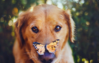 Dog And Butterfly Wallpaper for Android, iPhone and iPad