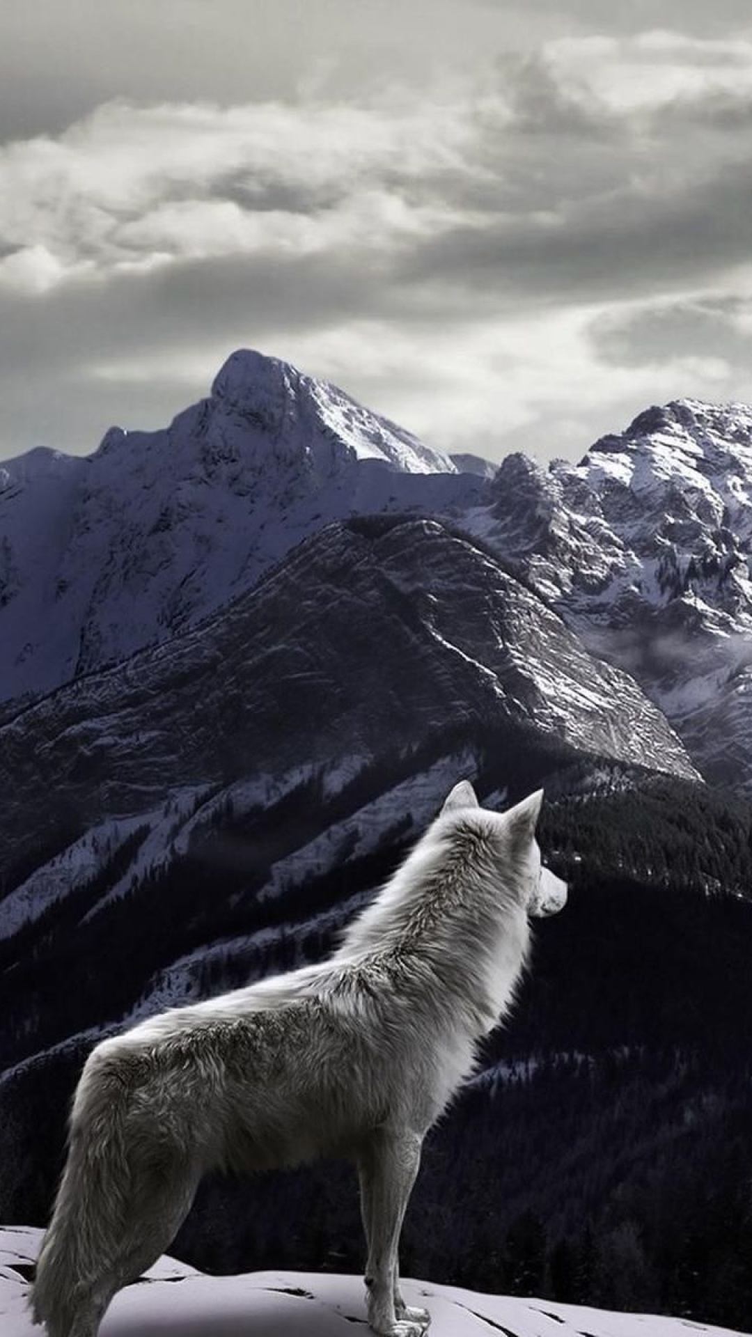 Обои Wolf in Mountain 1080x1920