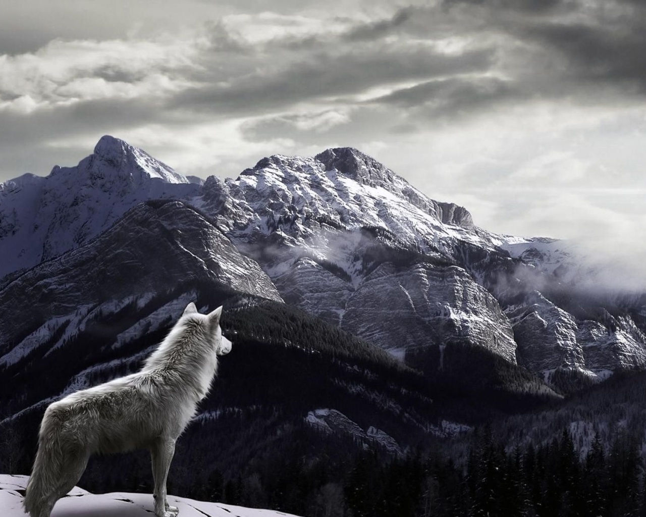 Обои Wolf in Mountain 1280x1024