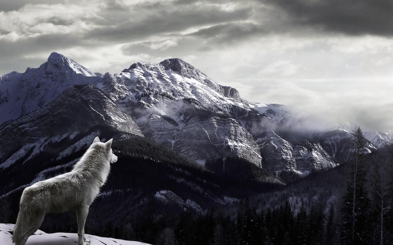 Das Wolf in Mountain Wallpaper 1280x800