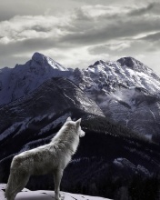 Fondo de pantalla Wolf in Mountain 176x220