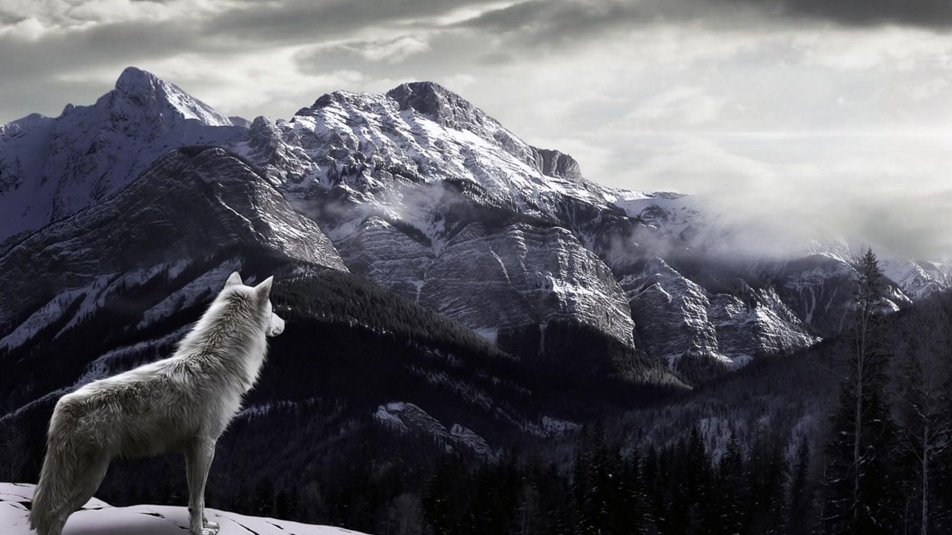 Обои Wolf in Mountain 1920x1080