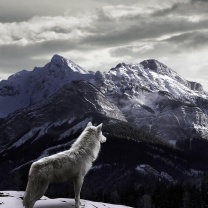 Wolf in Mountain screenshot #1 208x208