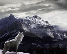 Screenshot №1 pro téma Wolf in Mountain 220x176