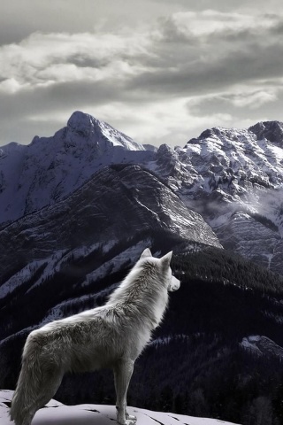 Das Wolf in Mountain Wallpaper 320x480