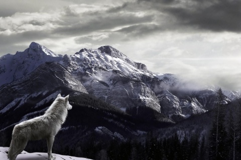 Wolf in Mountain wallpaper 480x320