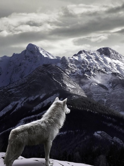 Fondo de pantalla Wolf in Mountain 480x640