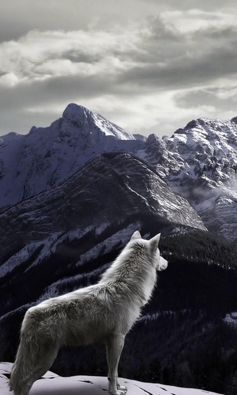 Sfondi Wolf in Mountain 480x800