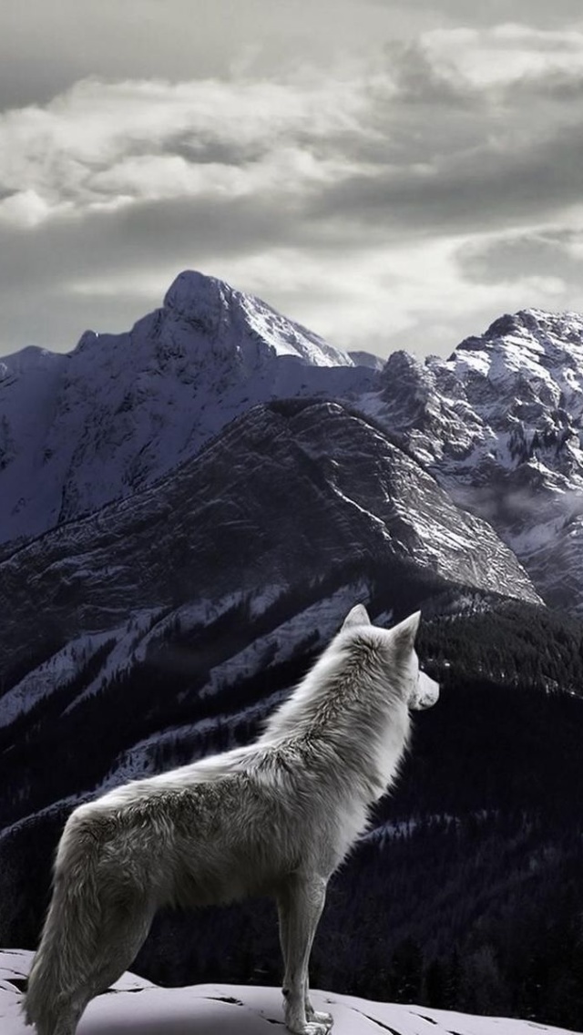 Das Wolf in Mountain Wallpaper 640x1136