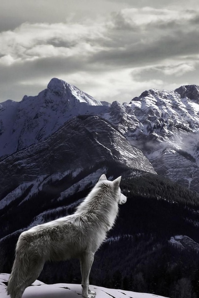 Обои Wolf in Mountain 640x960